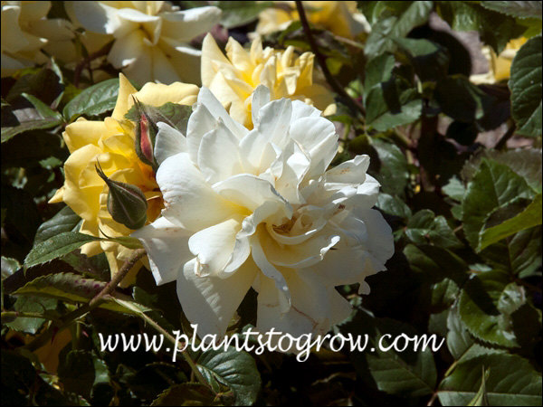 Lemon Roses Images (5)6-9 | Plants To Grow Plants Database by Paul S. Drobot