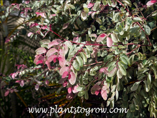 10-11, annual else where | Plants To Grow Plants Database by Paul S. Drobot