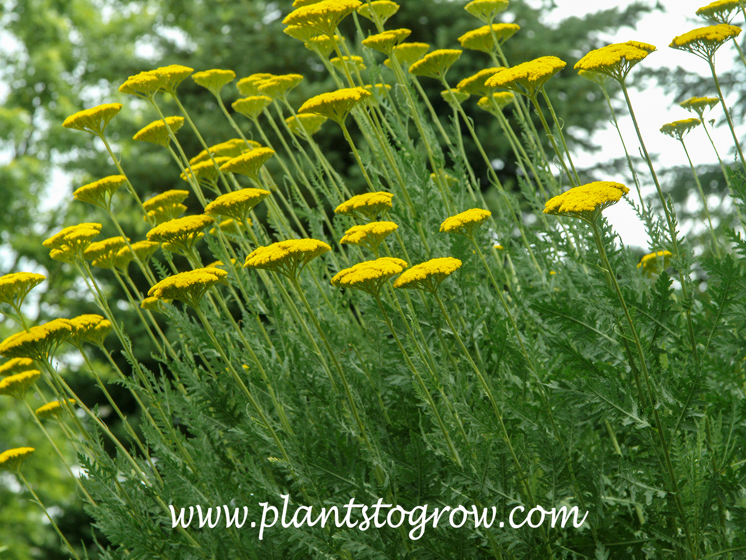 image.title Parker’s Plants
