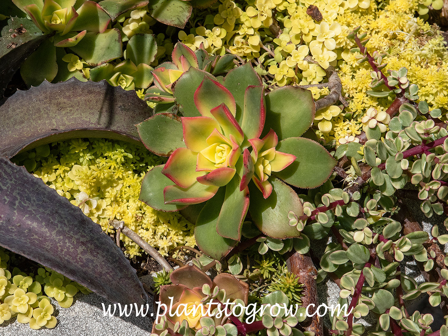 Aeonium 'Kiwi' (Aeonium haworthii) | Plants To Grow Plants Database by Paul  S. Drobot