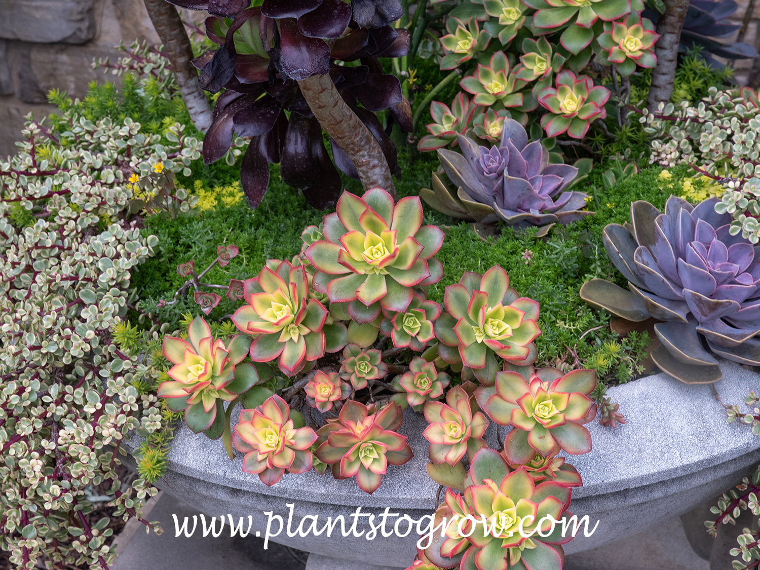 Aeonium 'Kiwi' (Aeonium haworthii) | Plants To Grow Plants Database by Paul  S. Drobot