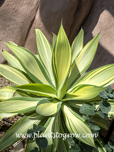 Variegated Fox Tail Agave (Agave atteunuata Varigata) | Plants To Grow  Plants Database by Paul S. Drobot