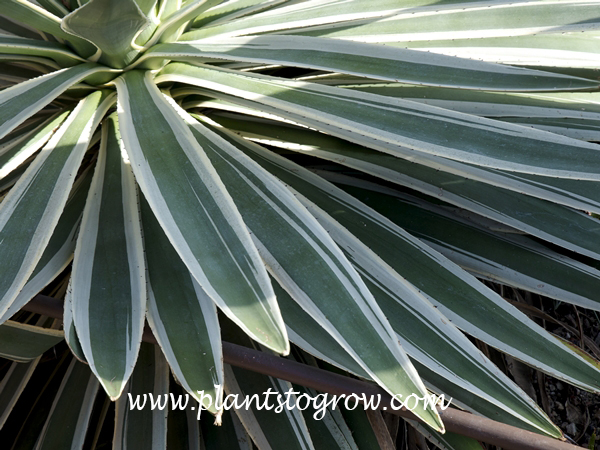 raw agave sweetener Agave Nectar, Raw, 