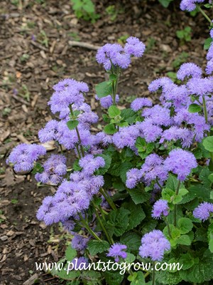 Graines De Cataire Bleue (Ageratum Houstonianum) – 300 Graines, Floraison Bleu Lavande, Mellifère