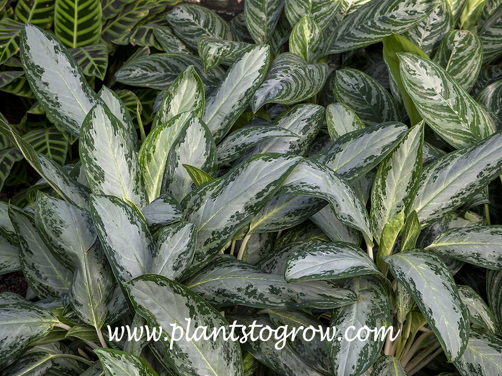 Queen of Siam Chinese Evergreen (Aglaonema) | Plants To Grow Plants  Database by Paul S. Drobot