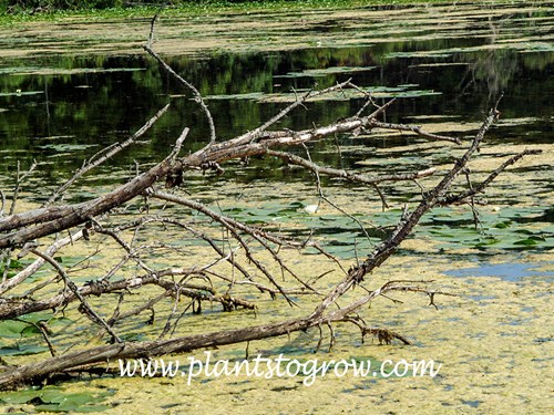 A pond that will be completely covered with the Algae (Pond Scum)