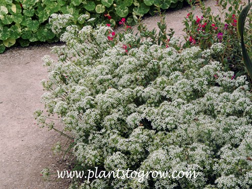 Garlic Chives (Allium tuberosum) | Plants To Grow Plants Database by Paul  S. Drobot