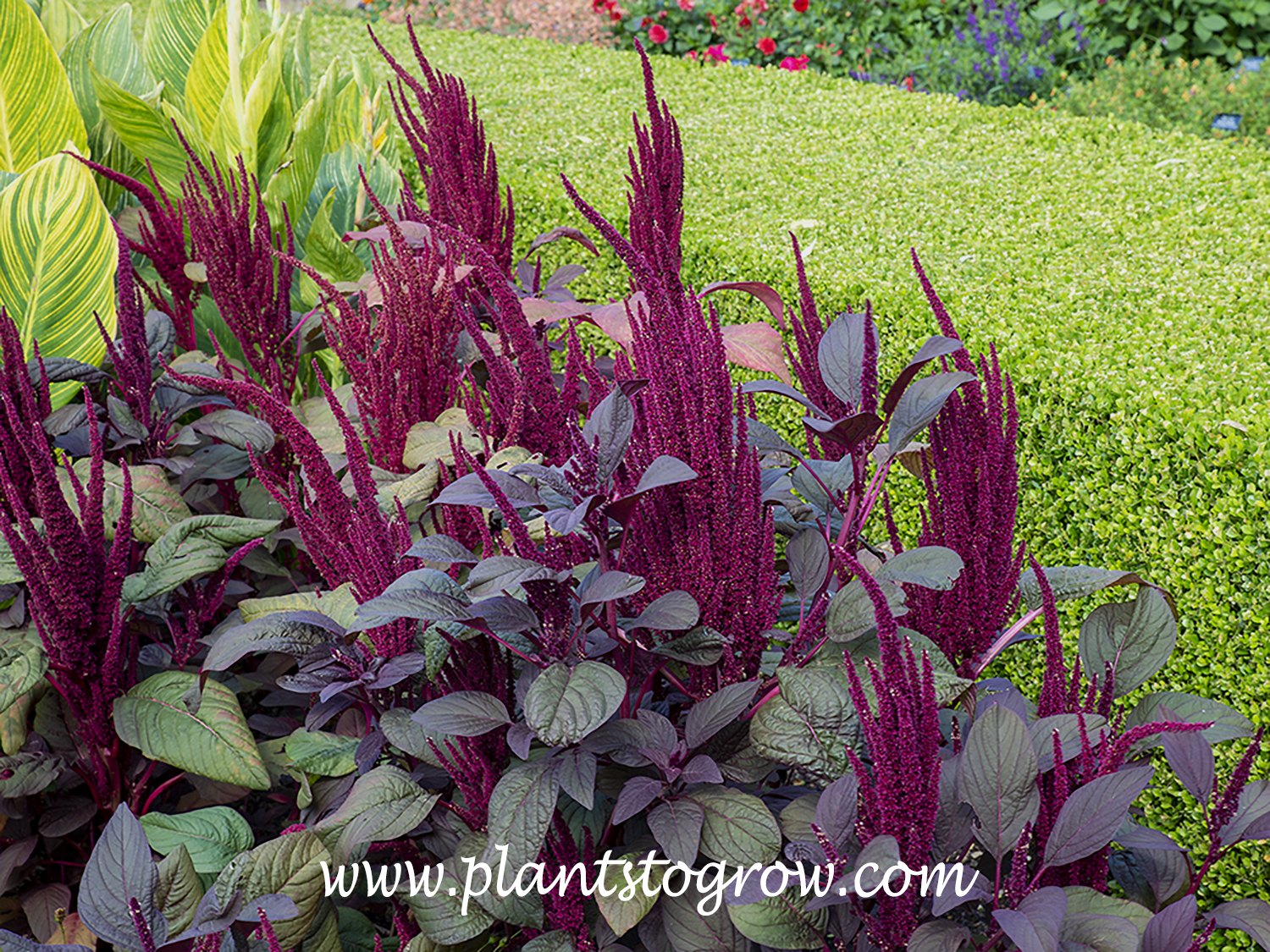 'Velvet Curtain' Amaranth (Amaranthus cruetens) | Plants To Grow Plants ...