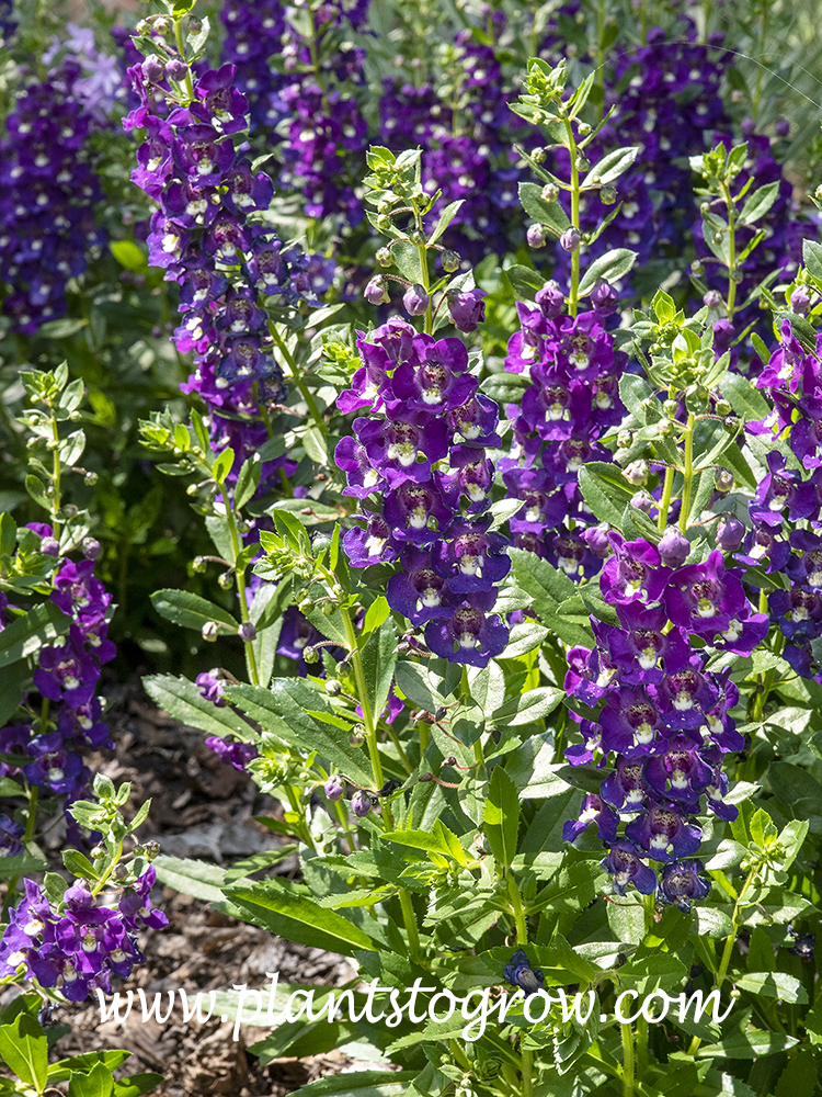 Angelonia Angustifolia Angelface Blue
