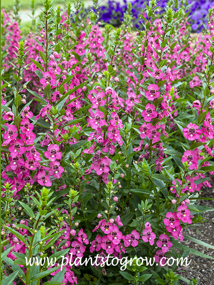 Angelonia Angel Face series (Angelonia) | Plants To Grow Plants ...