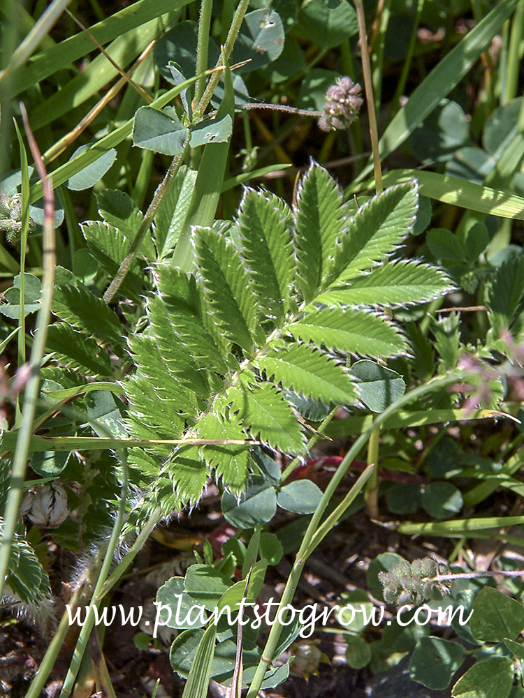 Silverweed (Argentina anserina) | Plants To Grow Plants Database by Paul S.  Drobot