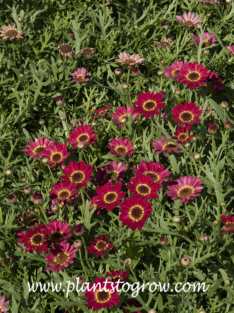 Grandaisy series Marguerite Daisy (Argyranthemum) | Plants To Grow Plants  Database by Paul S. Drobot