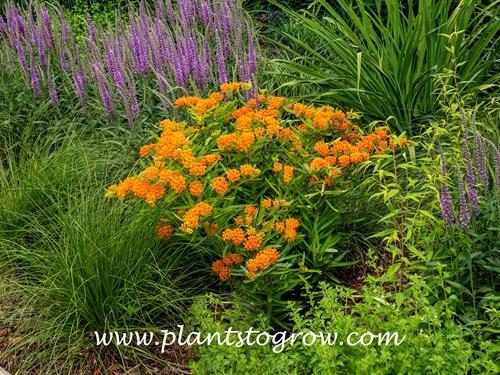 Butterfly Weed (Asclepias tuberosa) | Plants To Grow Plants Database by  Paul S. Drobot
