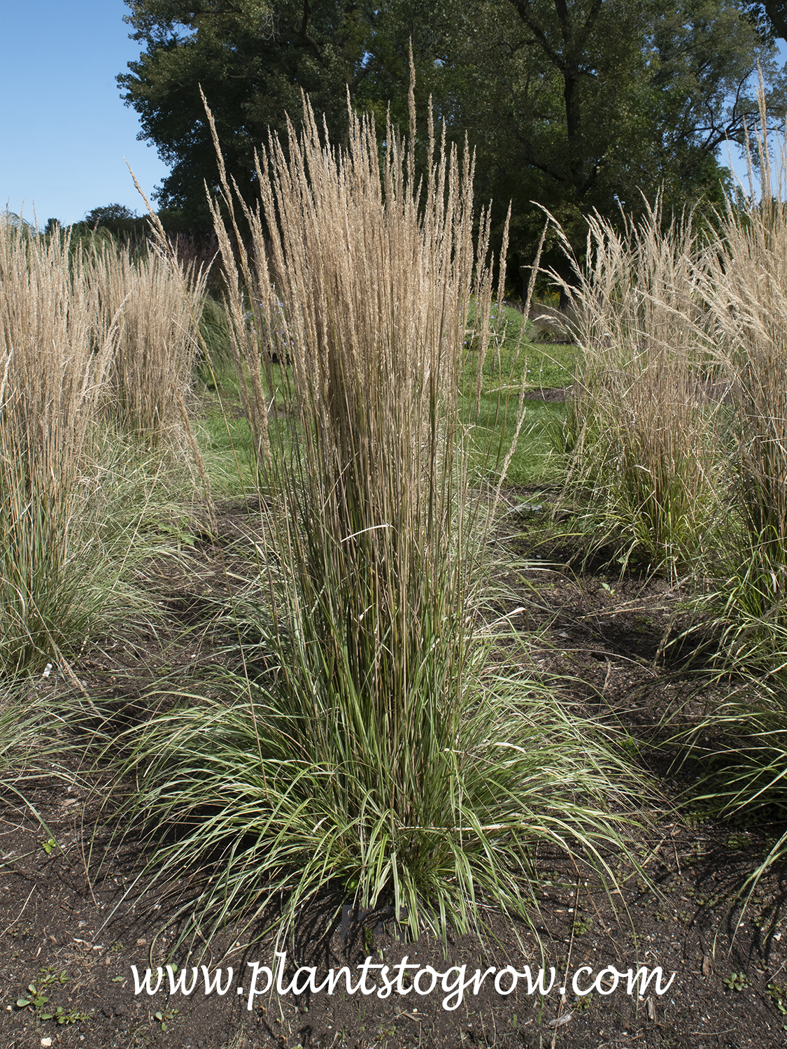 'Hello Spring; Feather Reed Grass (Calamagrostis acutiflora) | Plants ...