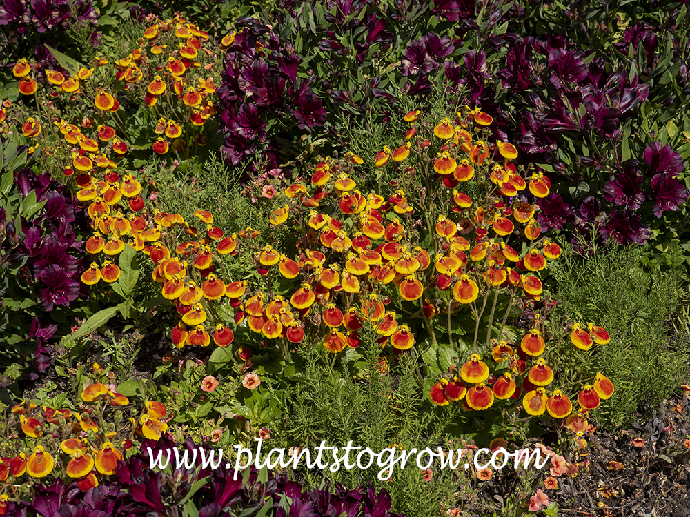 Calceolaria Calynopsis (Calceolaria) | Plants To Grow Plants Database by  Paul S. Drobot