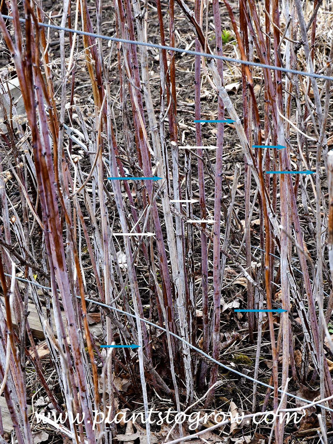 Raspberry canes | Plants To Grow Plants Database by Paul S. Drobot