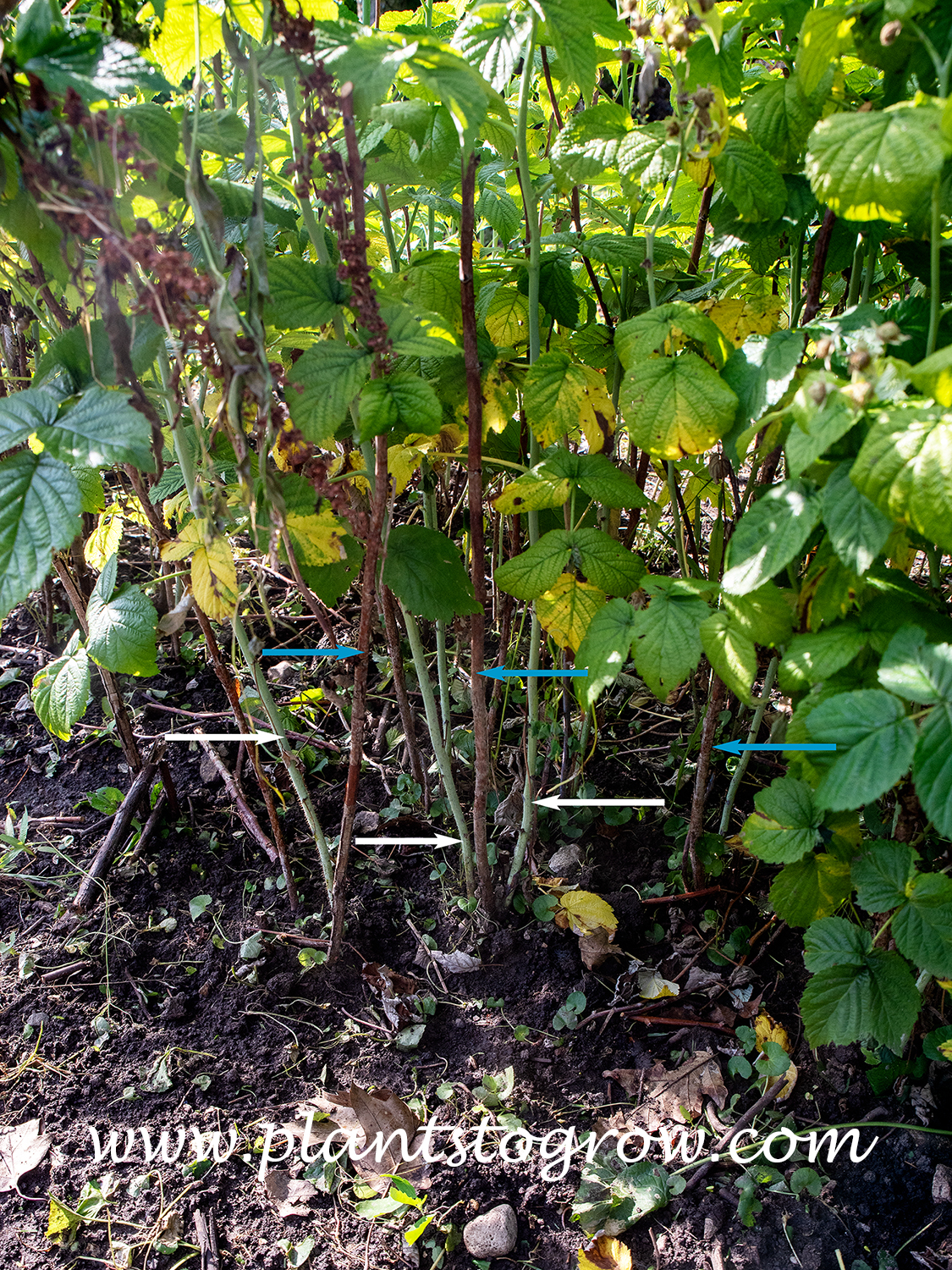 Sugar Cane Raspberry Raspberry canes | Plants To Grow Plants Database by Paul S. Drobot