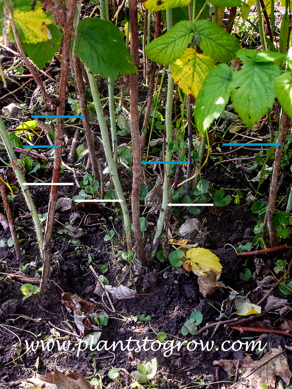 Raspberry canes | Plants To Grow Plants Database by Paul S. Drobot