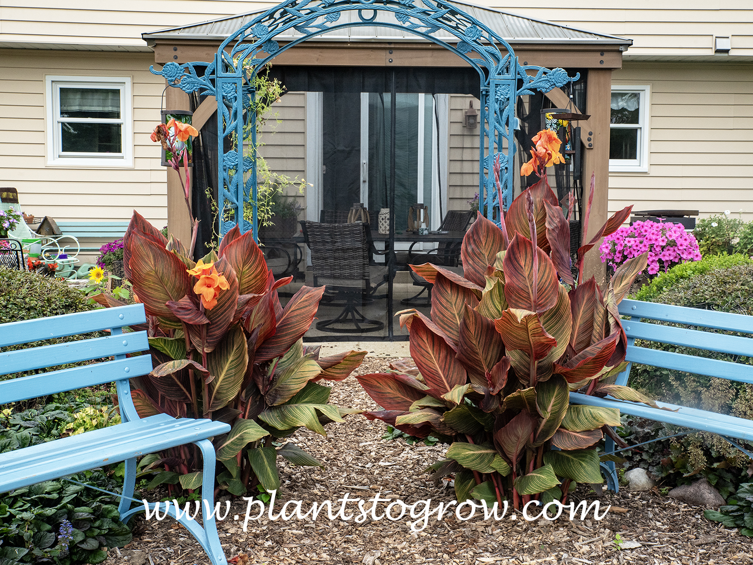 Tropicanna Canna | Plants To Grow Plants Database by Paul S. Drobot