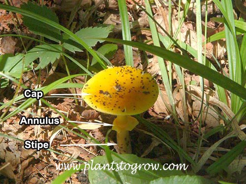 Common mushroom labeling the cap, stipe and annulus.