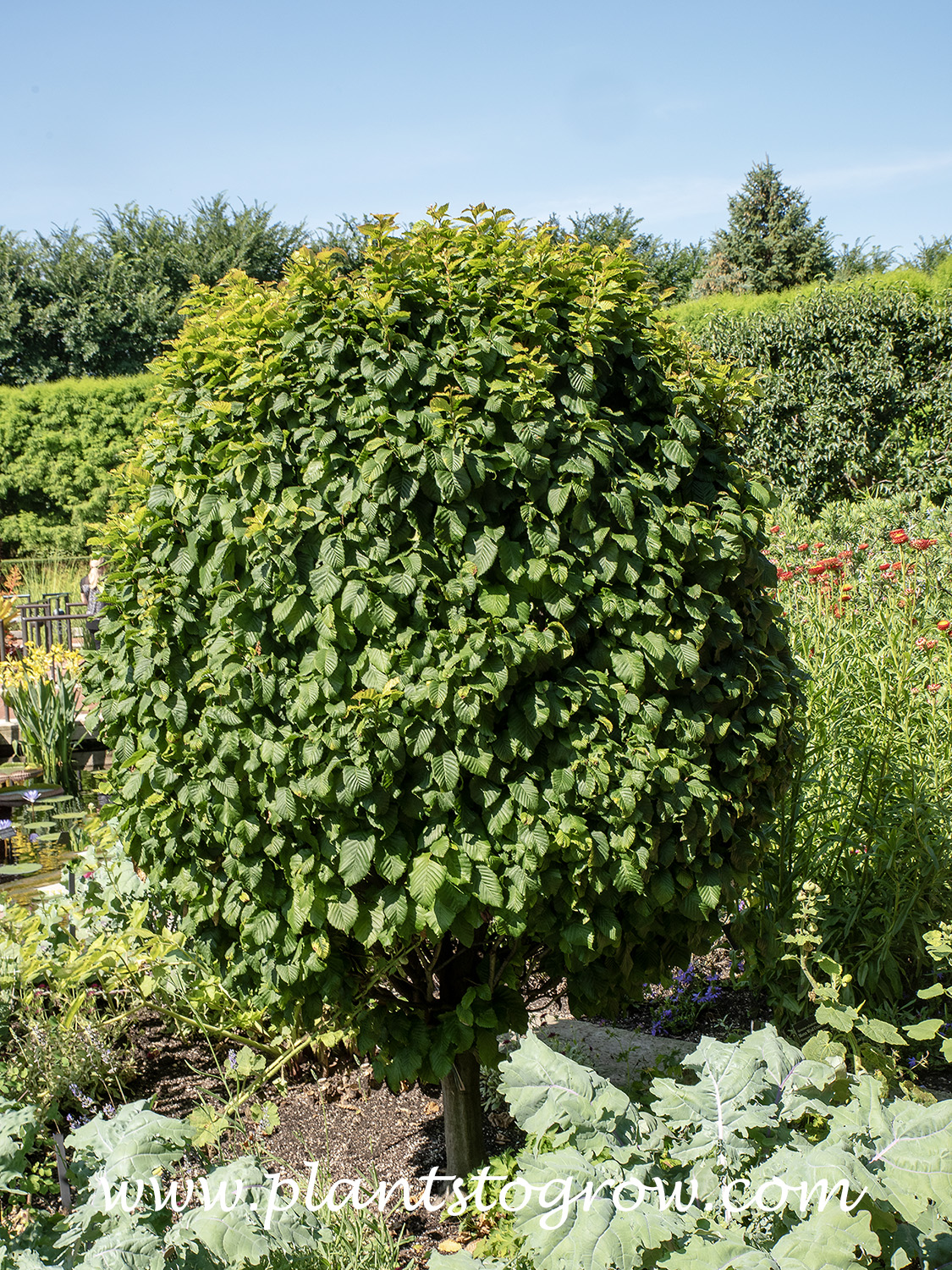 Dwarfed Column Dwarf Columnar European Hornbeam (Carpinus betulus Columnaris Nana ...