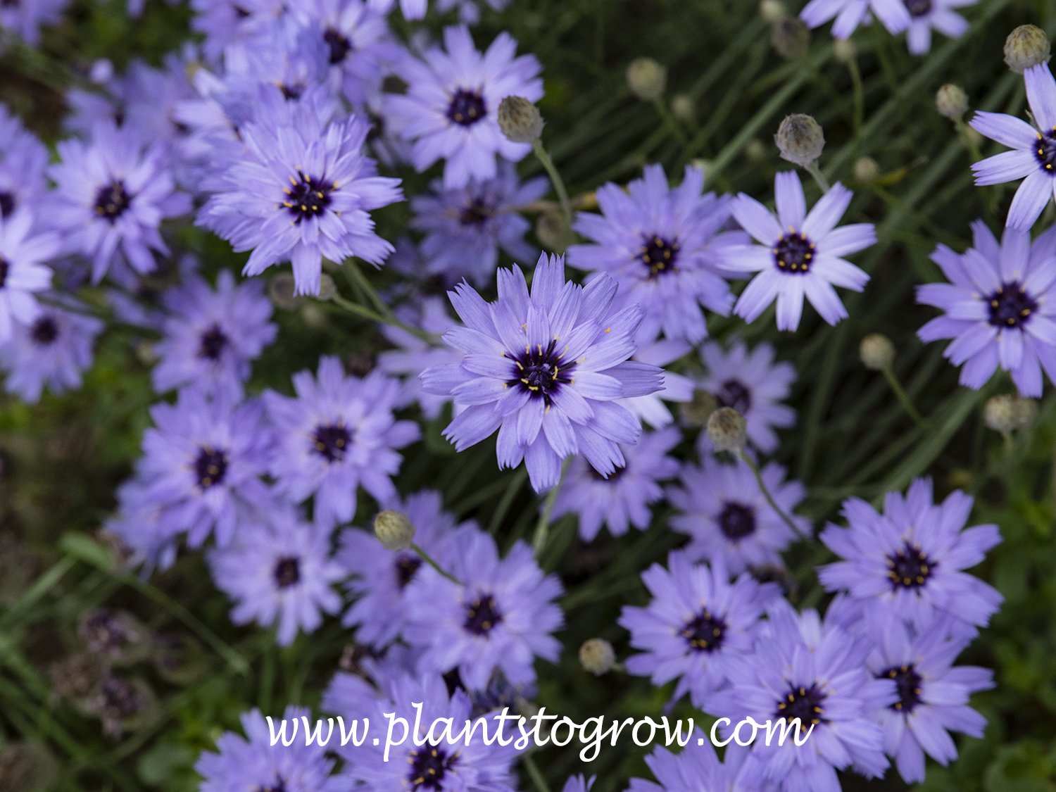Cupids Dart (Asteraceae Catananche caerulea) | Plants To Grow Plants  Database by Paul S. Drobot