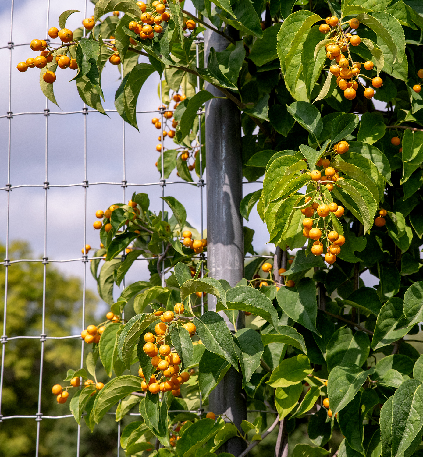 Autumn Revolution Bittersweet (Celastrus scandens) | Plants To Grow ...