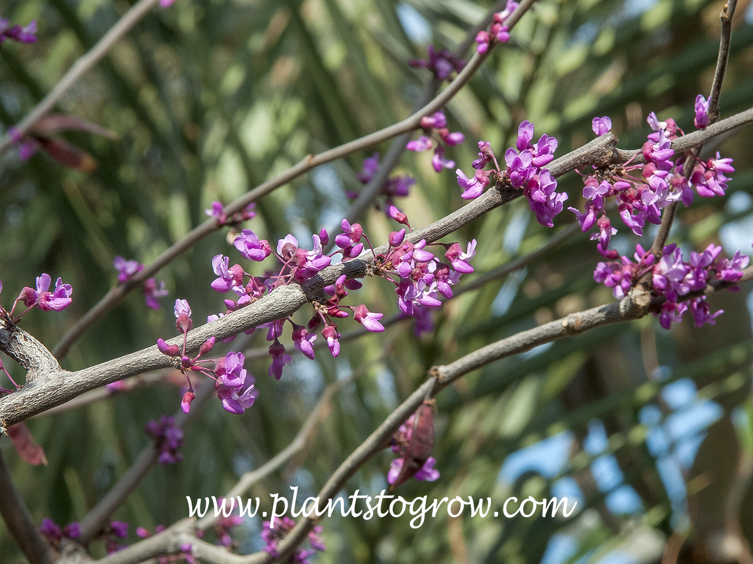Panay Tree Forest Pansy Red (Cercis canadensis) | Plants To Grow Plants Database ...