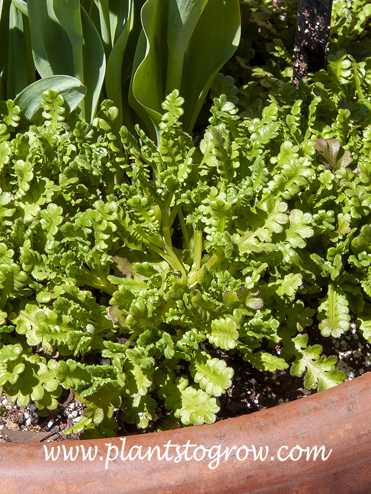 Rhodes Endive (Cichorium intybus) | Plants To Grow Plants Database by ...
