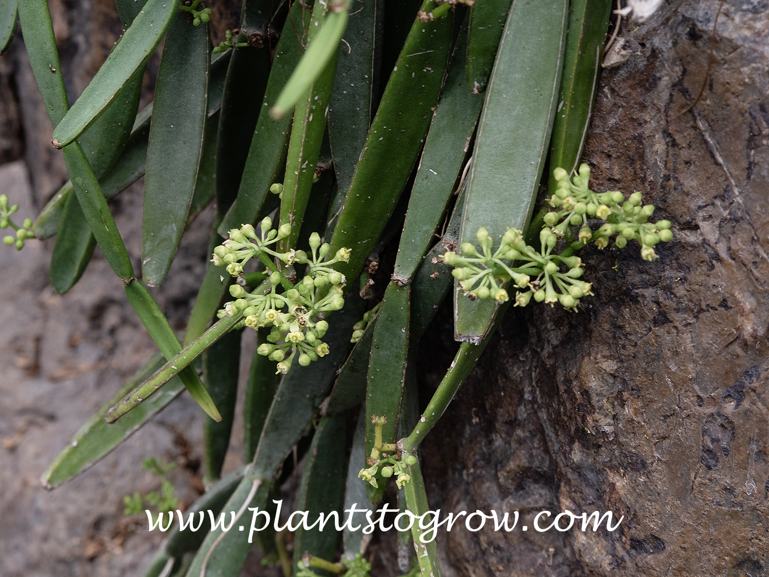 duckweed plants for sale Buy Duck Weed Starter Pack on Sale