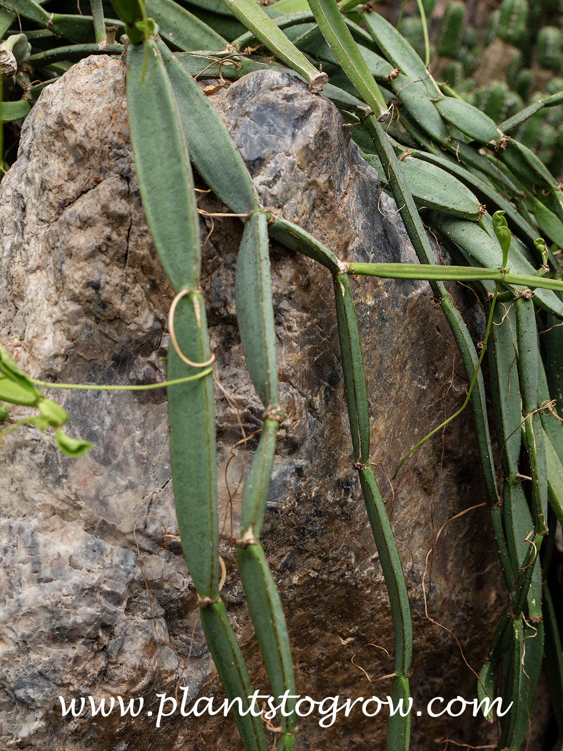 Veldt Grape (Cissus quadrangularis) | Plants To Grow Plants Database by  Paul S. Drobot