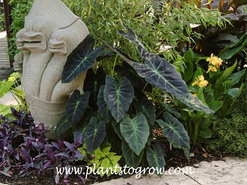 Illustris Elephant Ears (Colocasia esculenta) | Plants To Grow Plants  Database by Paul S. Drobot