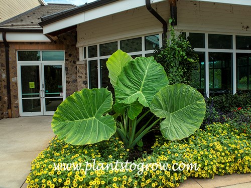 Thailand Giant Elephant Ears (Colocasia gigantea) | Plants To Grow Plants  Database by Paul S. Drobot