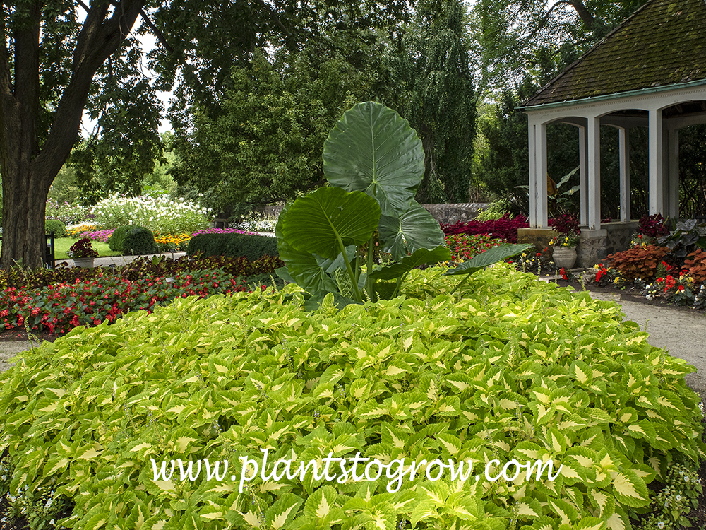 Thailand Giant Elephant Ears (Colocasia gigantea) | Plants To Grow Plants  Database by Paul S. Drobot