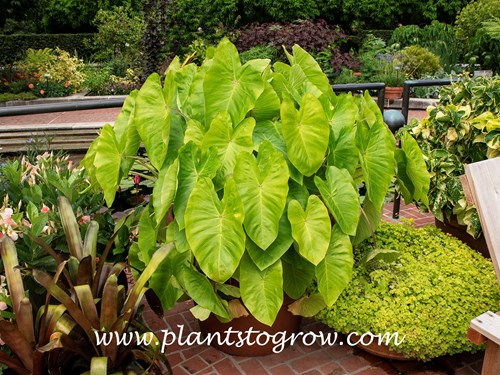 Maui Gold Elephant Ears (Colocasia esculenta) | Plants To Grow Plants  Database by Paul S. Drobot
