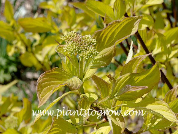 Golden Tartarean Dogwood (Cornus alba Aurea) | Plants To Grow Plants ...