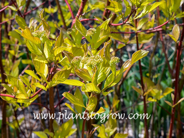 Golden Tartarean Dogwood (Cornus alba Aurea) | Plants To Grow Plants ...