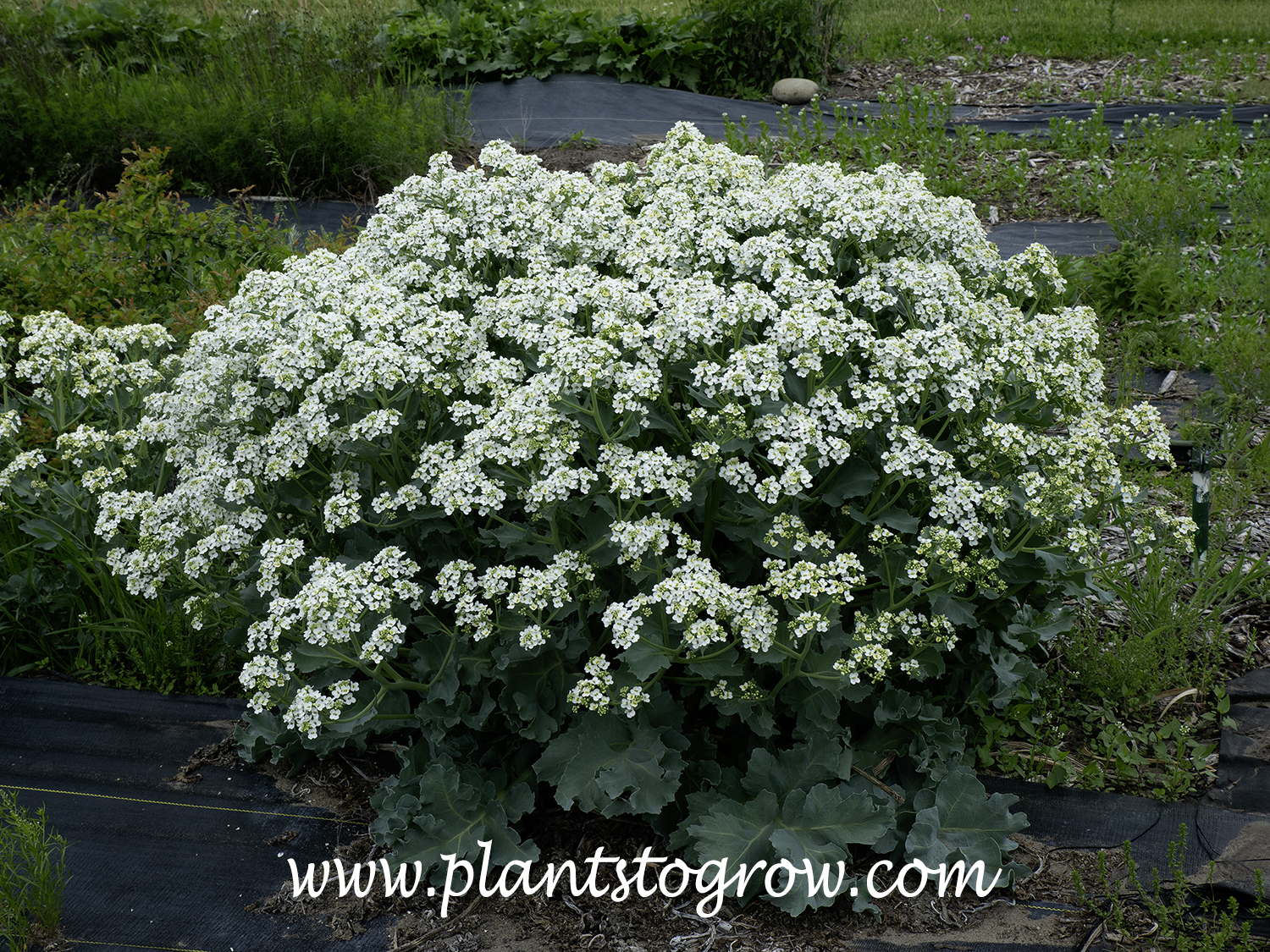 Sea Kale (Crambe maritima) | Plants To Grow Plants Database by Paul S ...