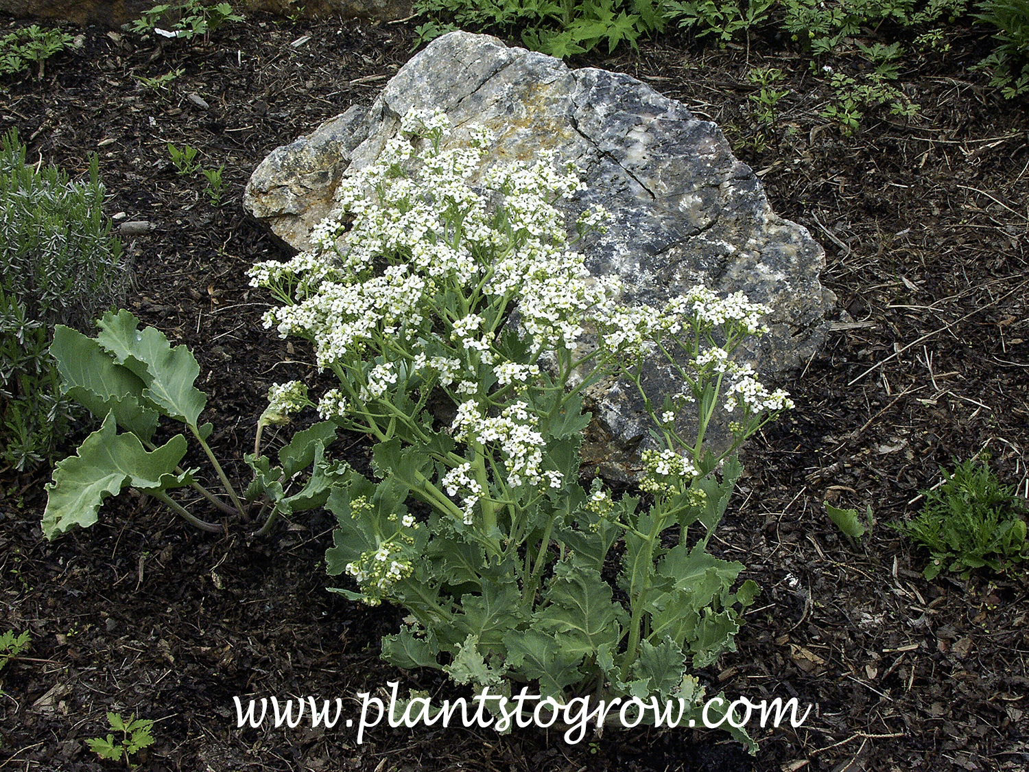 Sea Kale (Crambe maritima) | Plants To Grow Plants Database by Paul S ...