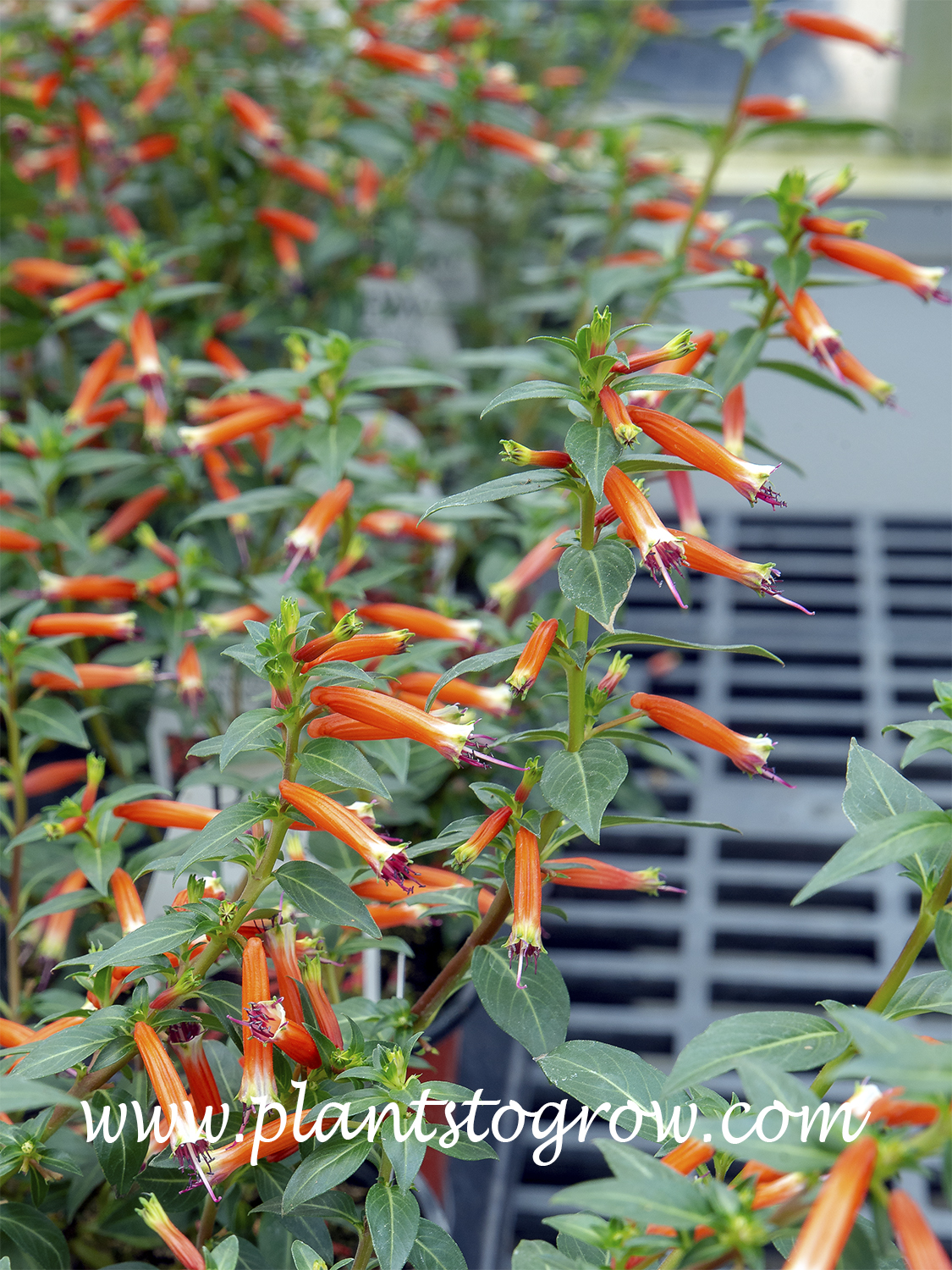 valeriane plantes Graines de Valériane Officinale – La Ferme de Sainte Marthe main image 1