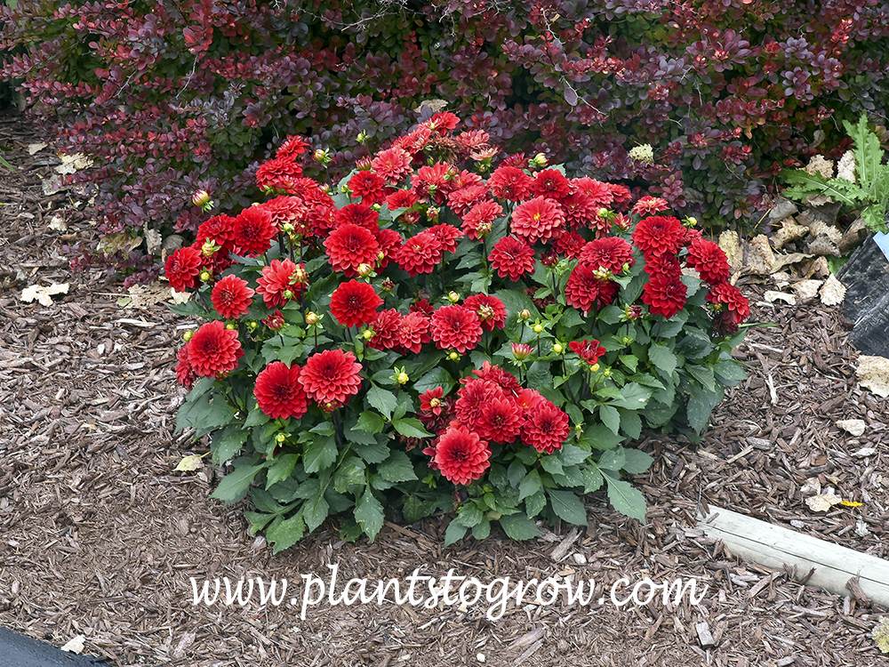 Gallery Singer Dahlia | Plants To Grow Plants Database by Paul S. Drobot