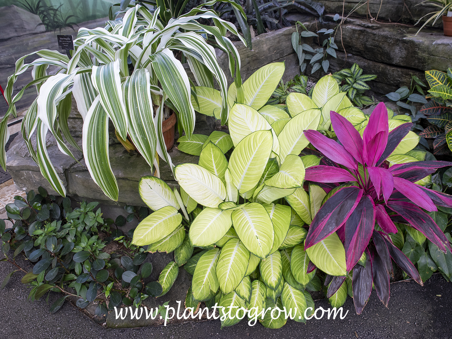 Tropic Marianne Dieffenbachia (Dieffenbachia sequine) | Plants To Grow  Plants Database by Paul S. Drobot