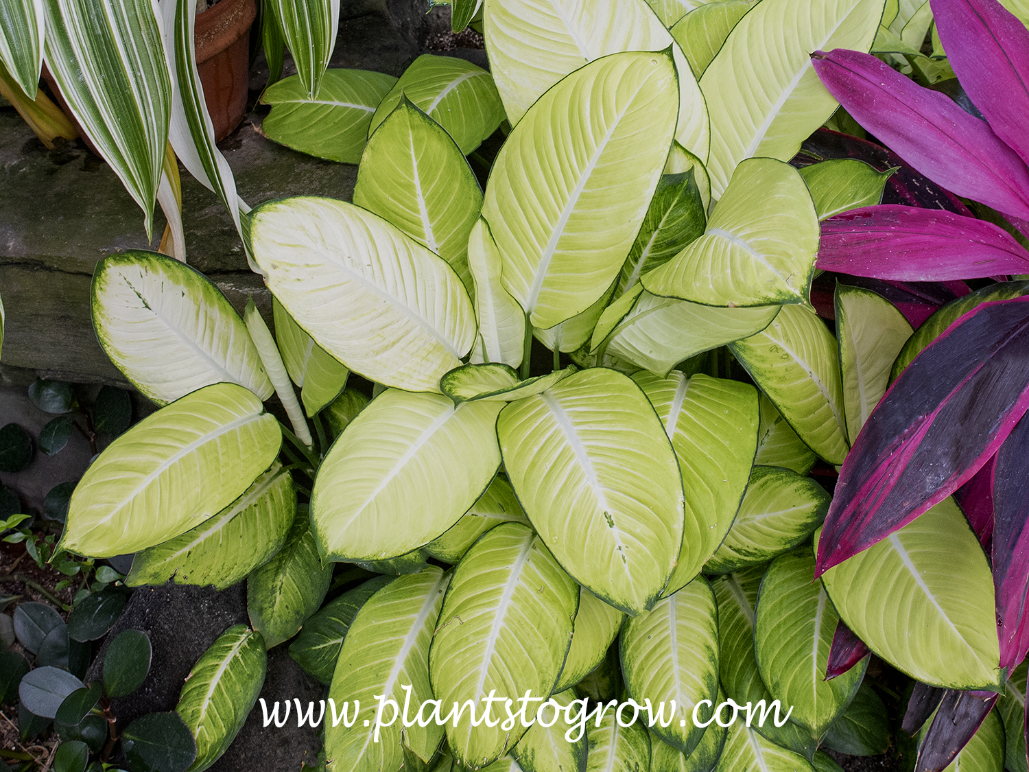 Tropic Marianne Dieffenbachia (Dieffenbachia sequine) | Plants To Grow  Plants Database by Paul S. Drobot