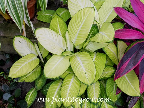 plant palm Tropical Plants of Florida 32