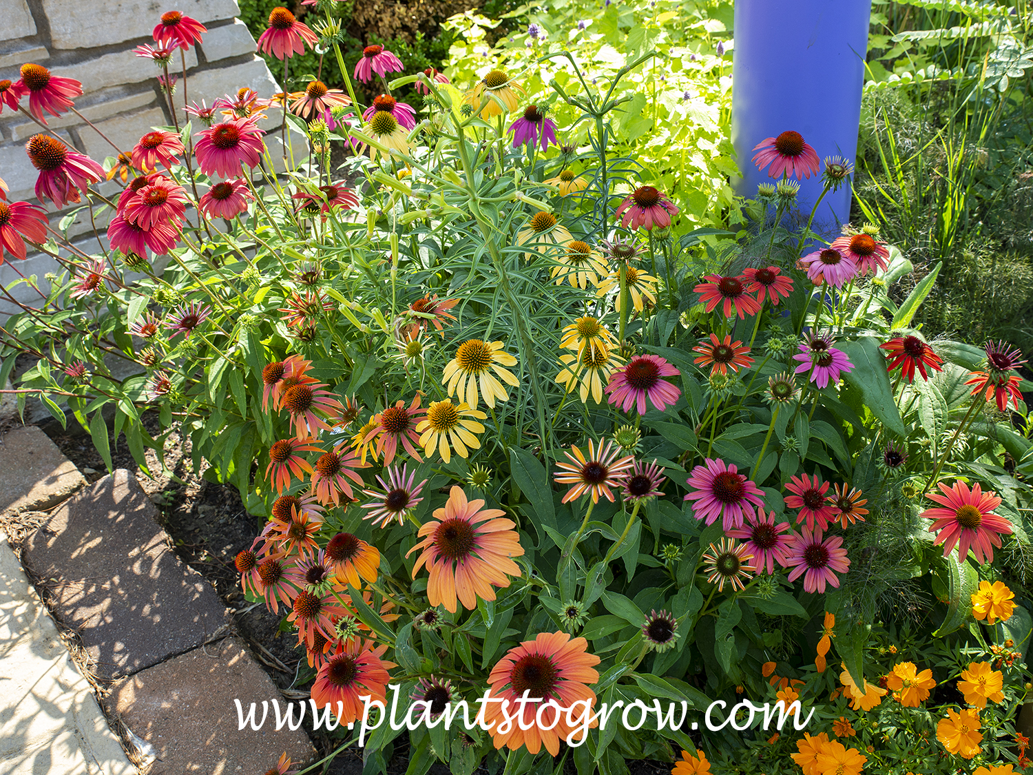 Cheyenne Spirit Coneflower (Echinacea) | Plants To Grow Plants Database by  Paul S. Drobot