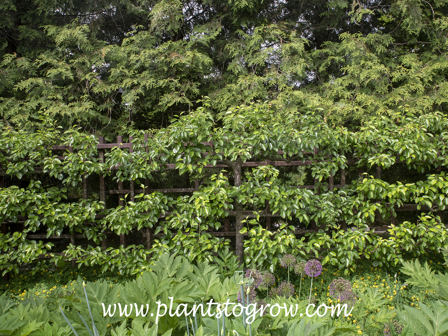 espalier | Plants To Grow Plants Database by Paul S. Drobot