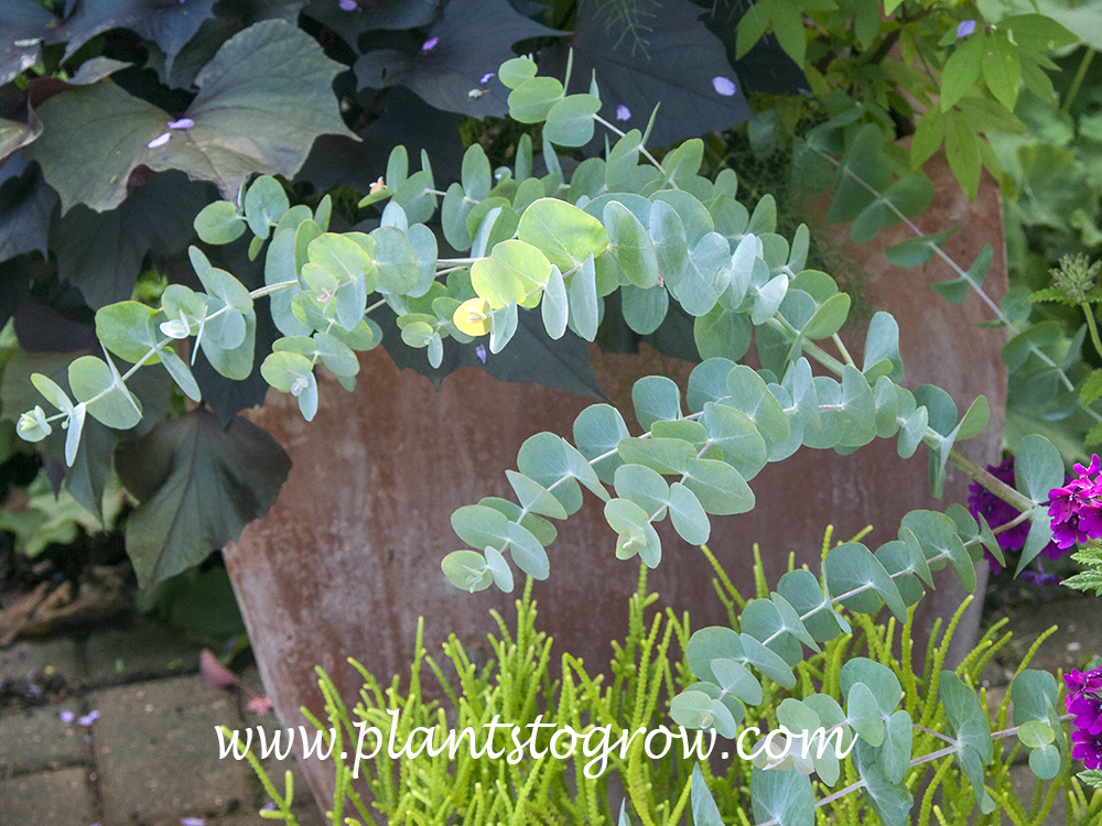 Silver Drop Eucalyptus (Eucalyptus gunnii) | Plants To Grow Plants Database  by Paul S. Drobot