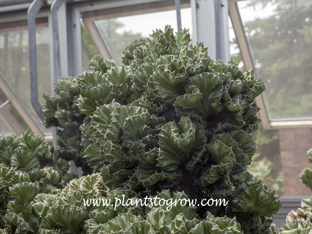 Crested Candelabra Plant | Plants To Grow Plants Database by Paul S. Drobot
