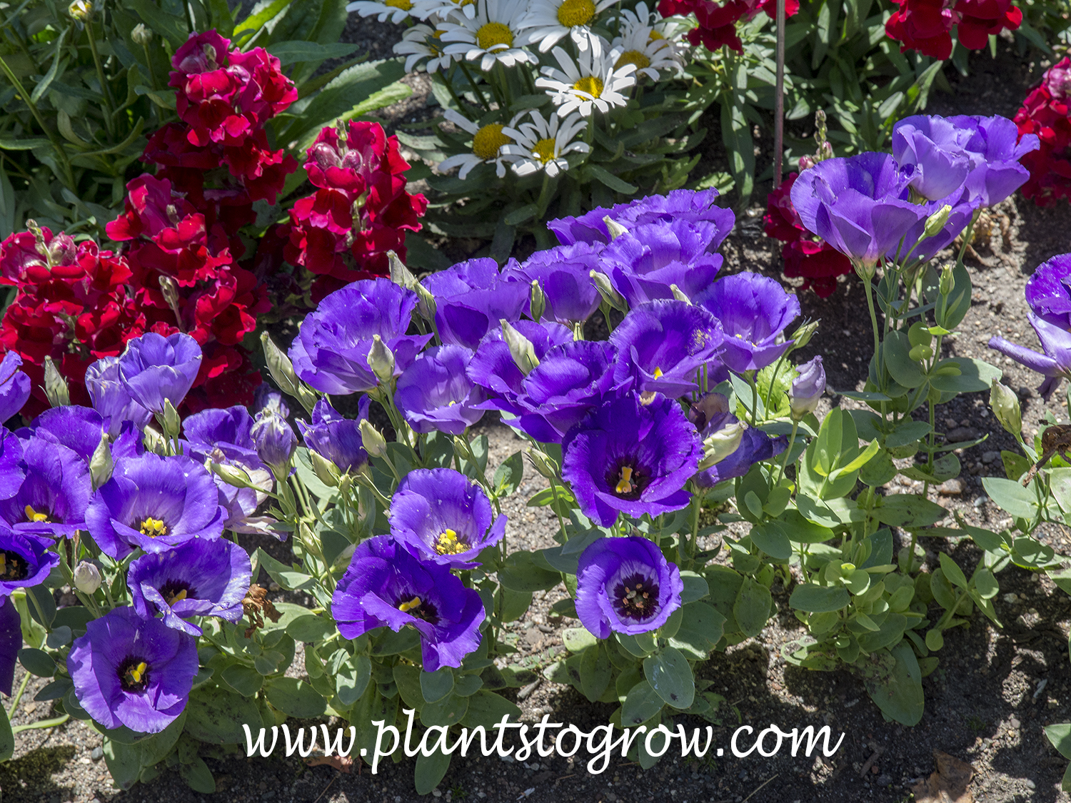 Forever Blue Lisianthus (Eustoma grandiflorum) | Plants To Grow Plants  Database by Paul S. Drobot
