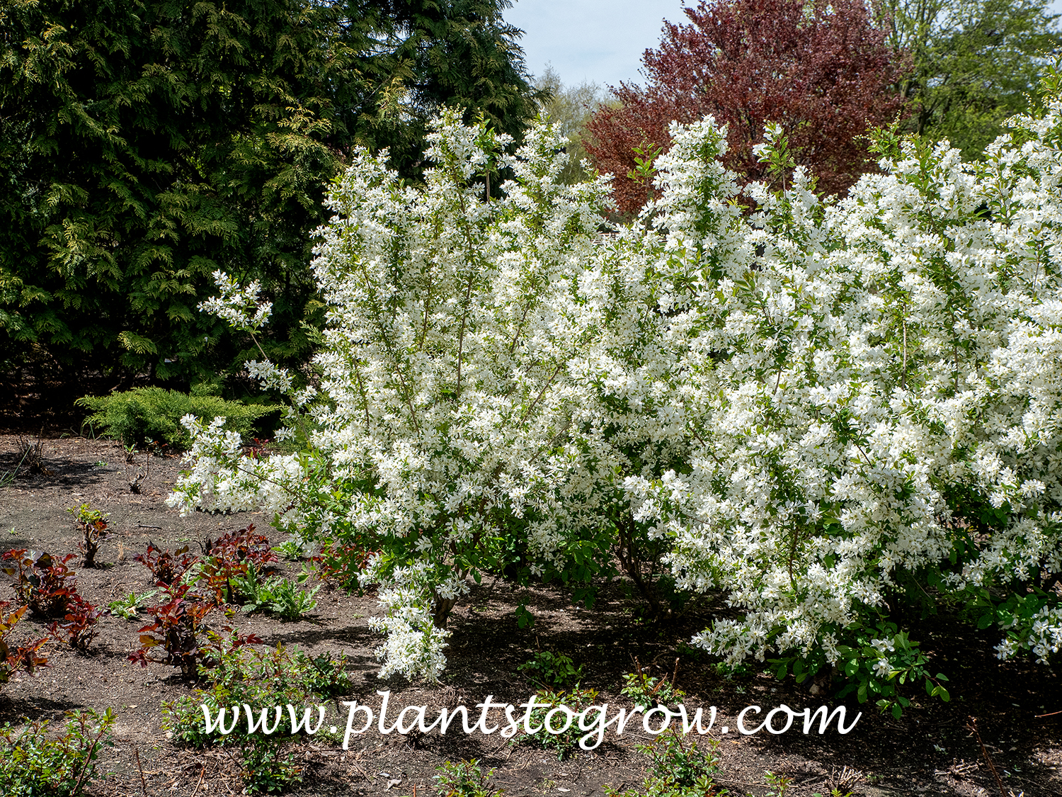 Lotus Moon Pearlbush (Exochorda) | Plants To Grow Plants Database by Paul  S. Drobot